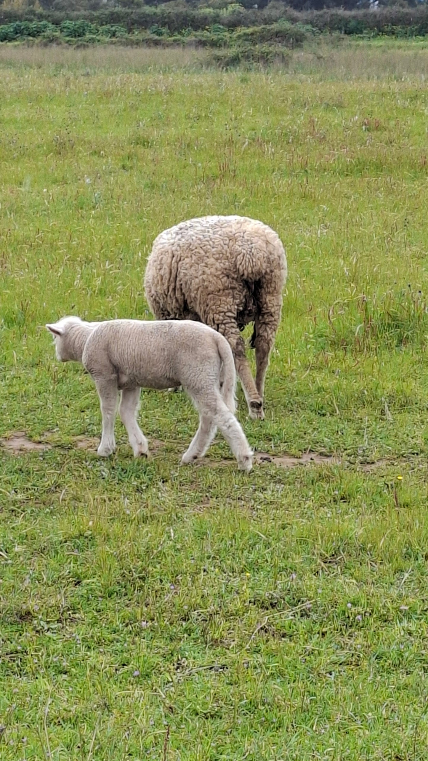 Caminhada | Plogging